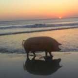 TedUrtle Avatar